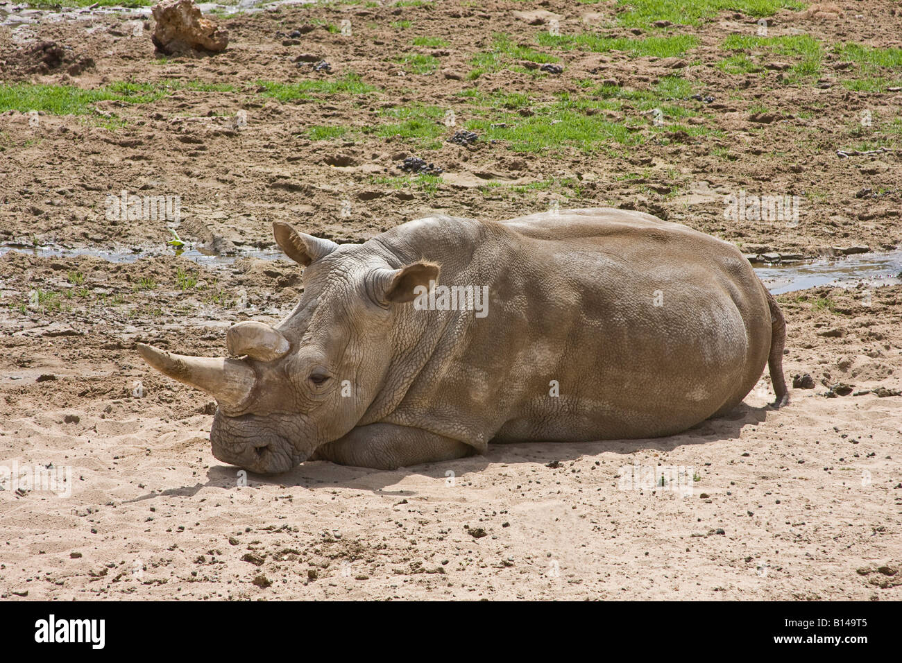 Northern mentre rhino riposa in sun con danni visibili ad una delle sue corna Foto Stock