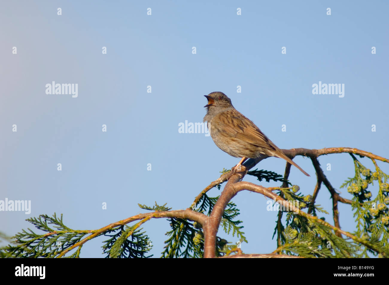 Dunnock cantare sul ramo (Prunella modularis) nel Regno Unito Foto Stock