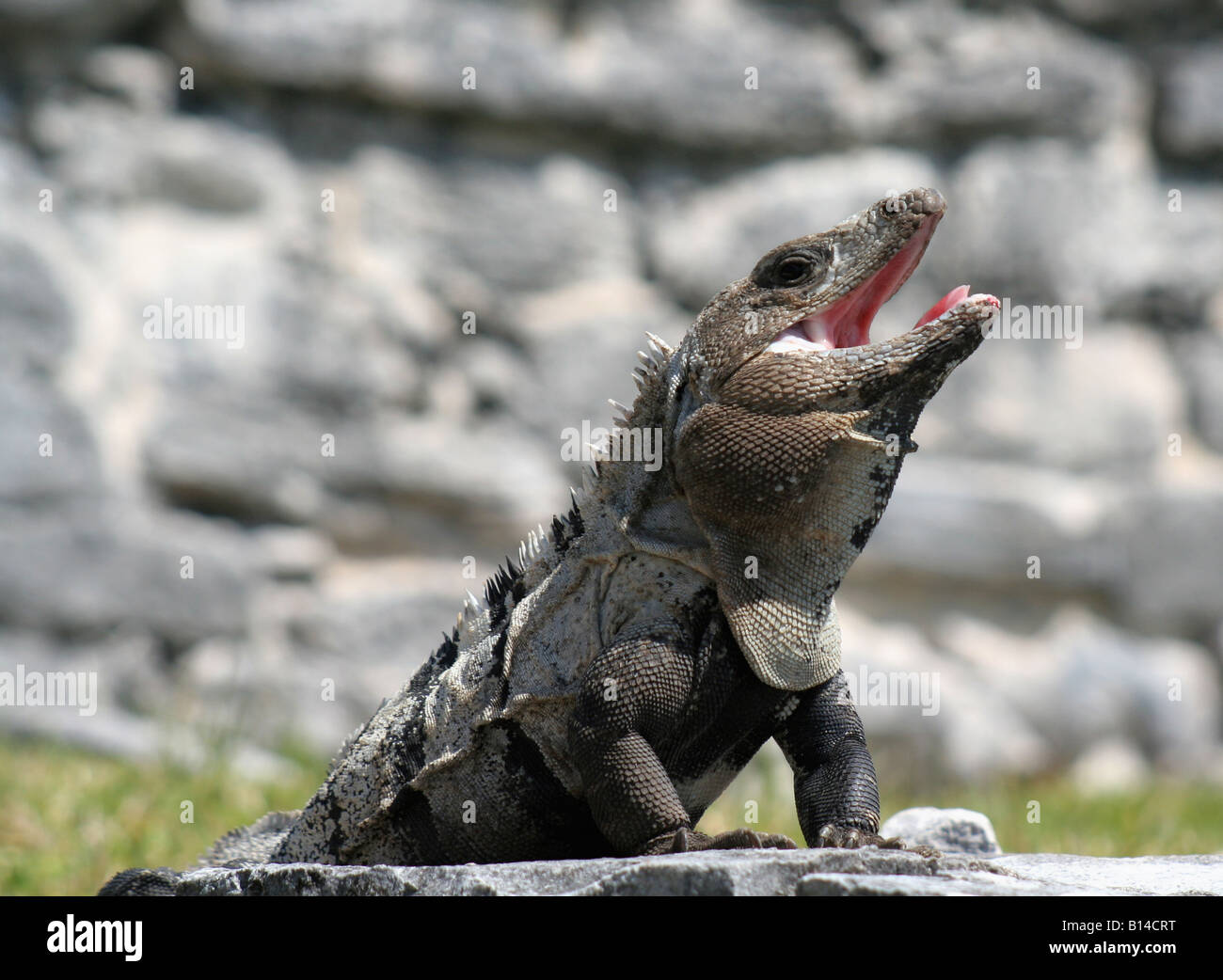Aprire bocca Iguana nero Foto Stock