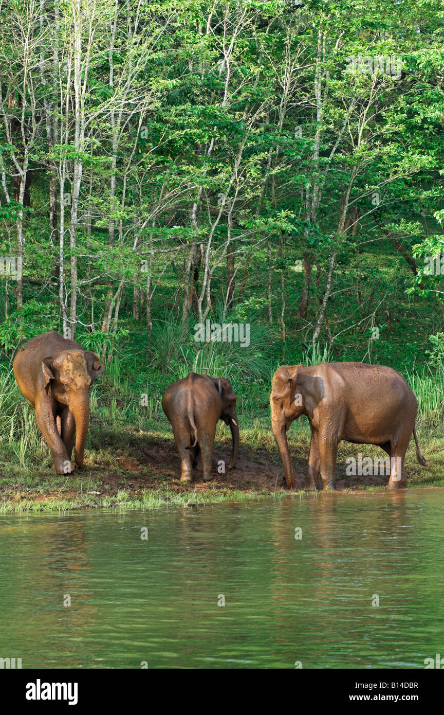 Famiglia di wild elefanti indiani donano un raffreddamento 'mud bagno' del Periyar riserva naturale, Thekkady, Kerala Foto Stock