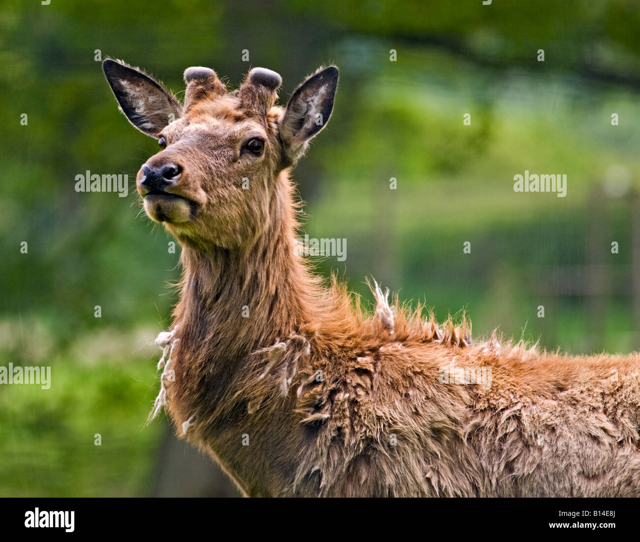Red Deer cervo (Cervus elaphus), Wiltshire, Inghilterra Foto Stock