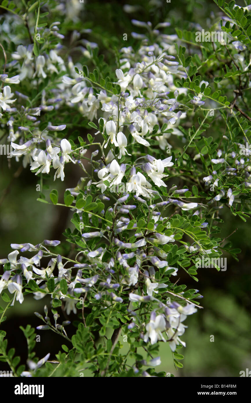 David's Mountain Laurel, Sophora davidii Fabaceae. Syn. Sophora viciifolia aka arbusto albero Pagoda Foto Stock