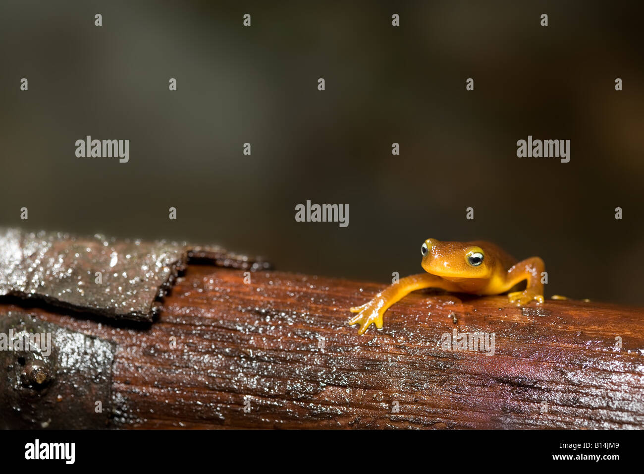 Gamma costiere newt (Taricha torosa torosa) Foto Stock