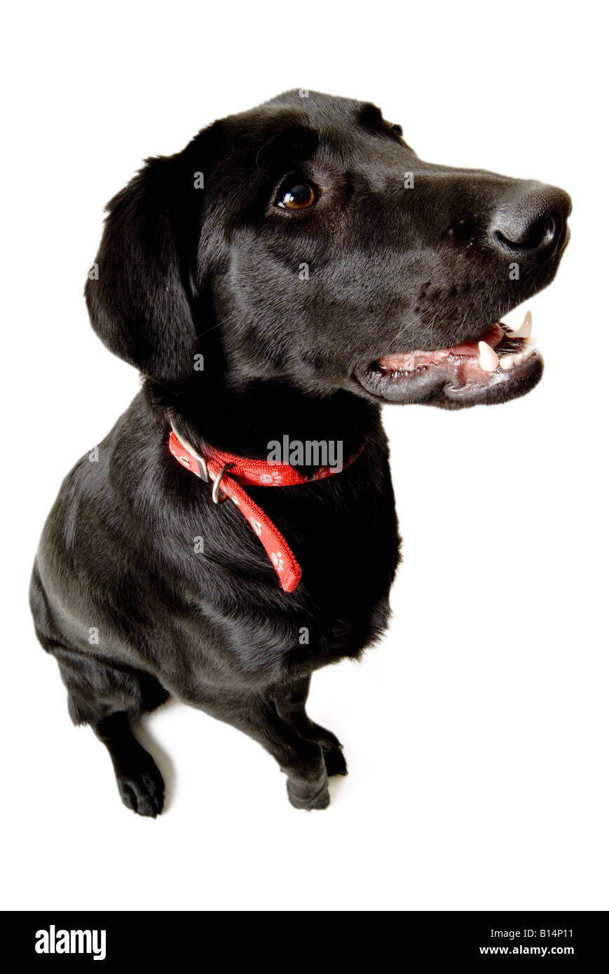 Il labrador nero cucciolo di cane collare hounddog mendicare Elemosinare il cibo di bocca proprietario trama proprietà mans best friend lingua orecchie corteccia barki Foto Stock