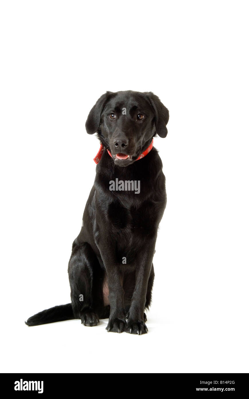 Il labrador nero cucciolo di cane collare hounddog mendicare Elemosinare il cibo di bocca proprietario trama proprietà mans best friend lingua orecchie corteccia barki Foto Stock