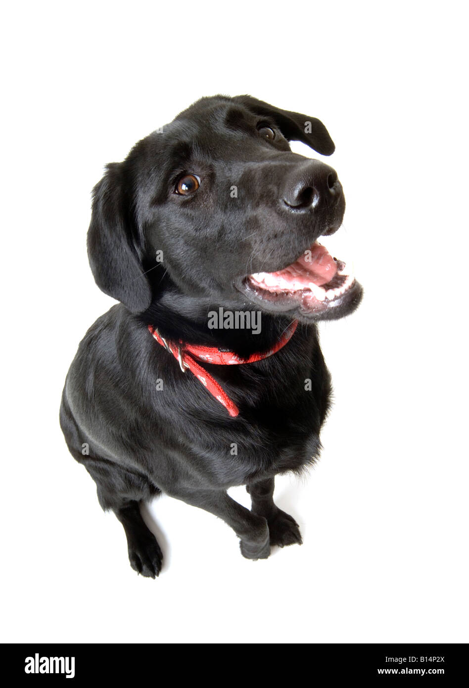 Il labrador nero cucciolo di cane collare hounddog mendicare Elemosinare il cibo di bocca proprietario trama proprietà mans best friend lingua orecchie corteccia barki Foto Stock