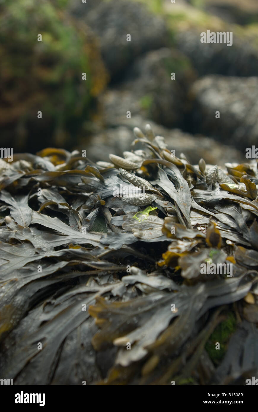 Le alghe sulle rocce Foto Stock