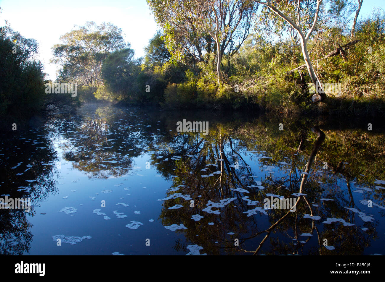 Maddens Creek, Dharawal membro Area di Conservazione, NSW Australia. Bellissima zona vicino a Wollongong piena di rare specie vegetali. Foto Stock