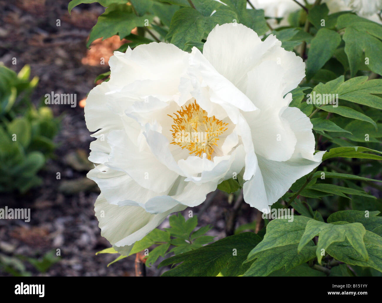 Un grande bianco Paeonia Suffruticosa Renkaku peonia. Foto Stock