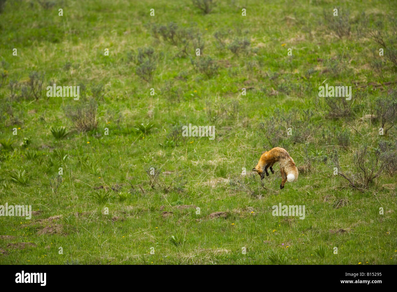Red Fox (Vulpes vulpes vulpes) la caccia nel Parco Nazionale di Yellowstone, Wyoming Foto Stock