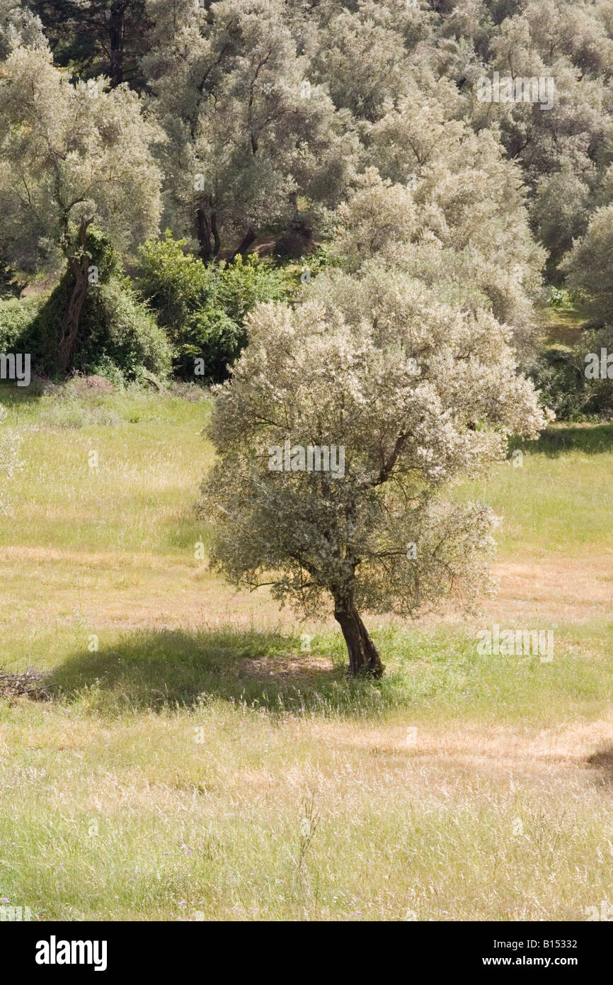 Alberi di olivo in fiore, vicino Spili, Creta Foto Stock