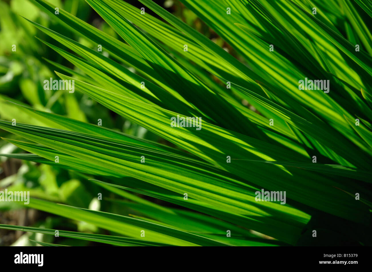 Colore verde brillante retroilluminato a forma di lancia di foglie di crocosmia Perthshire Scozia Scotland Foto Stock