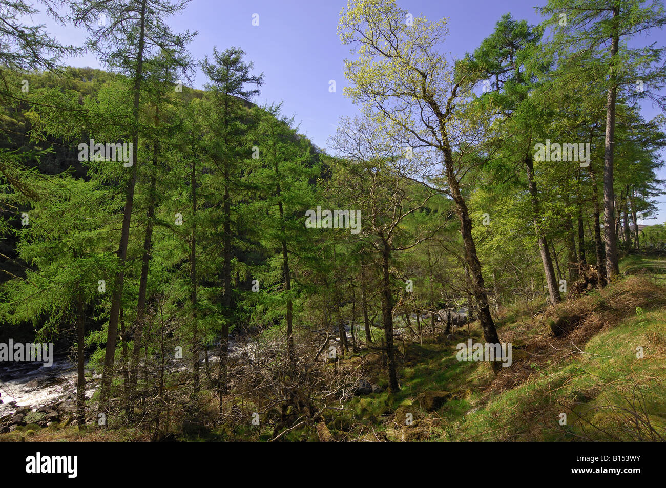 Betulla retroilluminato e boschi di larice in primavera nei pressi di Shieldaig Wester Ross shire Scozia settentrionale Foto Stock