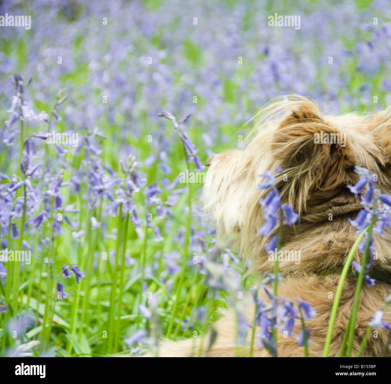 Carino, morbido, insolito cane k9 in posizione rilassata con adorabili orecchie soffici ma allerta e attraente come migliore amico dell'uomo Foto Stock