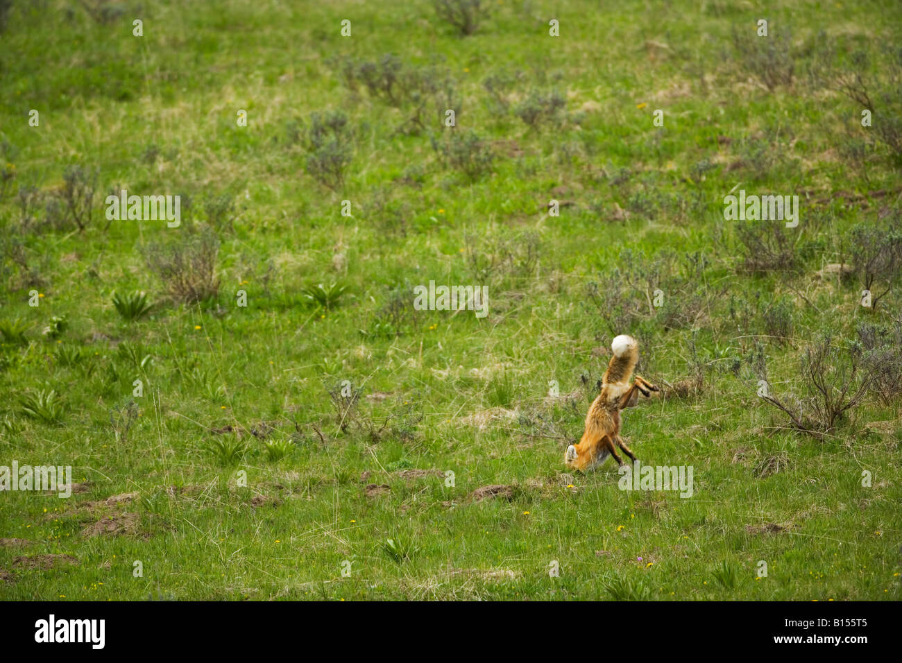 Red Fox (Vulpes vulpes vulpes) la caccia nel Parco Nazionale di Yellowstone, Wyoming Foto Stock