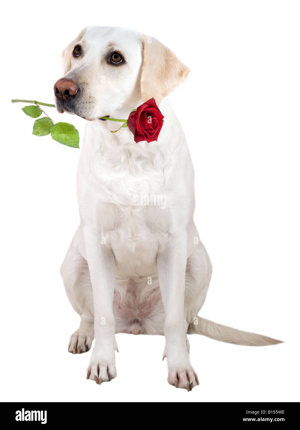 Dev.mo cercando white labrador retriever con una rosa rossa in maw su sfondo bianco con soft shadow. Foto Stock