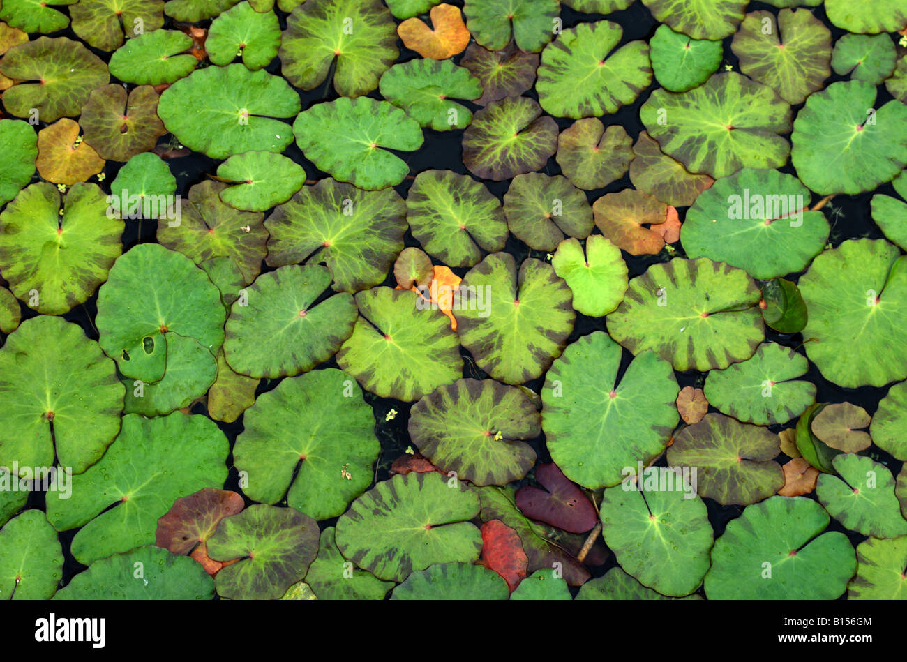 Ninfee lascia ina stagno Foto Stock