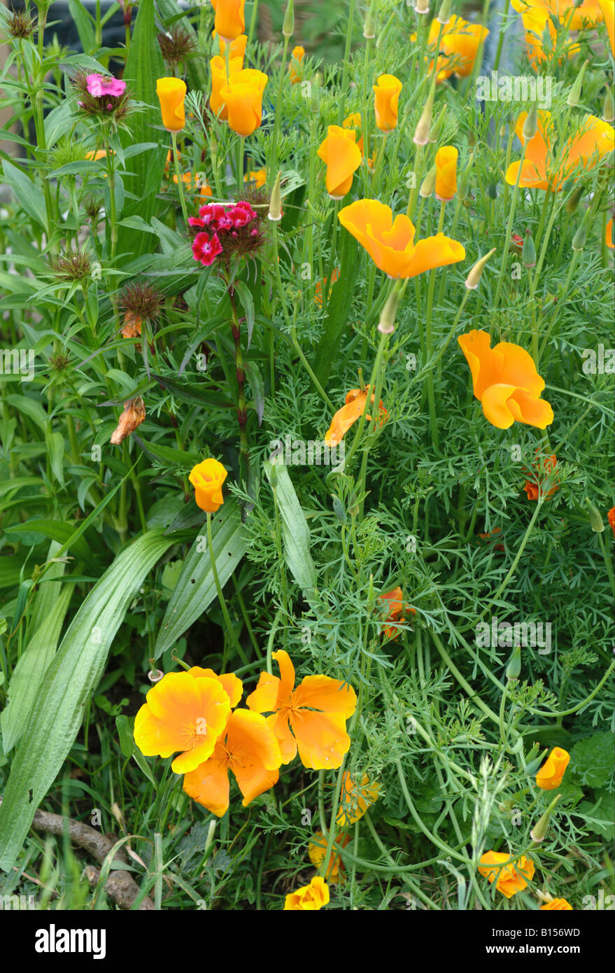 Papavero californiano e dolce William fiori Foto Stock