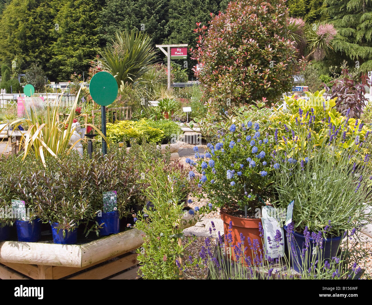 Le piante in vendita in un giardino inglese centro Foto Stock