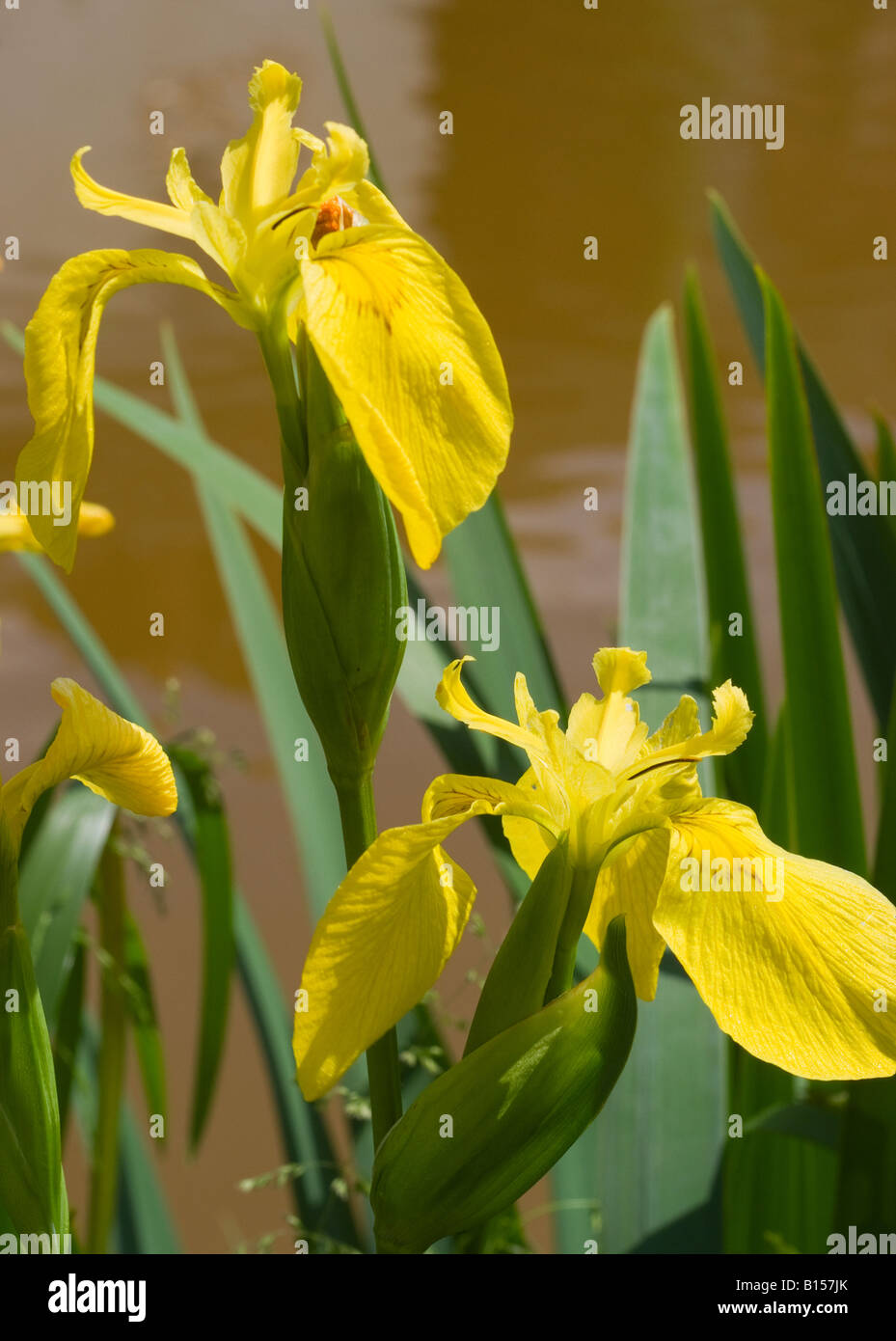 Giallo iris selvatici fiori sulle rive del Trent e Mersey Canal vicino Rode Heath Cheshire England Regno Unito Regno Unito Foto Stock