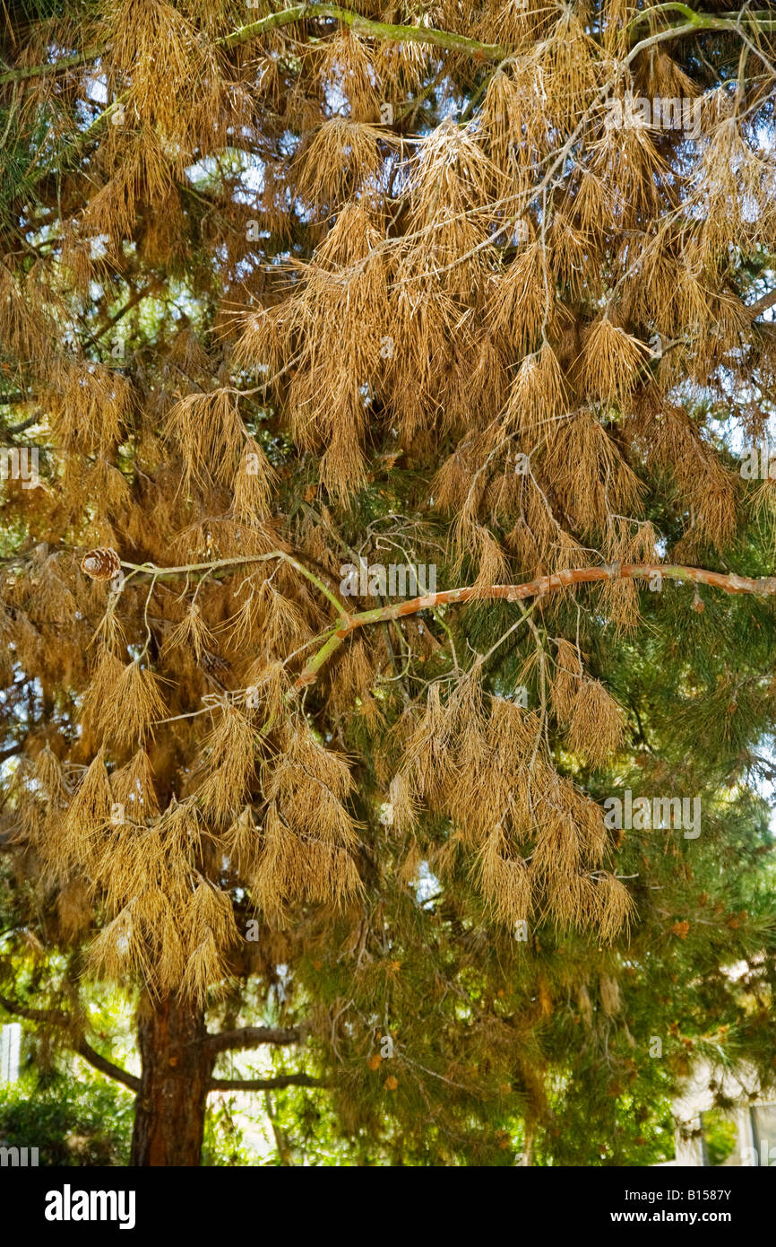 Pino nella California Meridionale mostra danni da insetti tra i parassiti che causano tali danni sono afidi adelgids e coleotteri di pino Foto Stock
