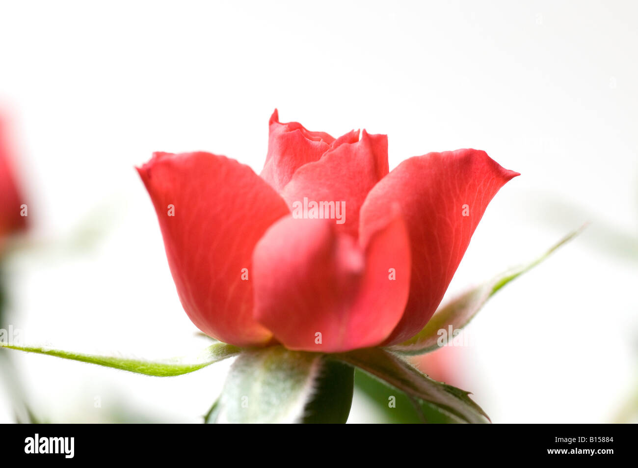 Rosy rosa fiore di apertura di una piccola rosa Foto Stock