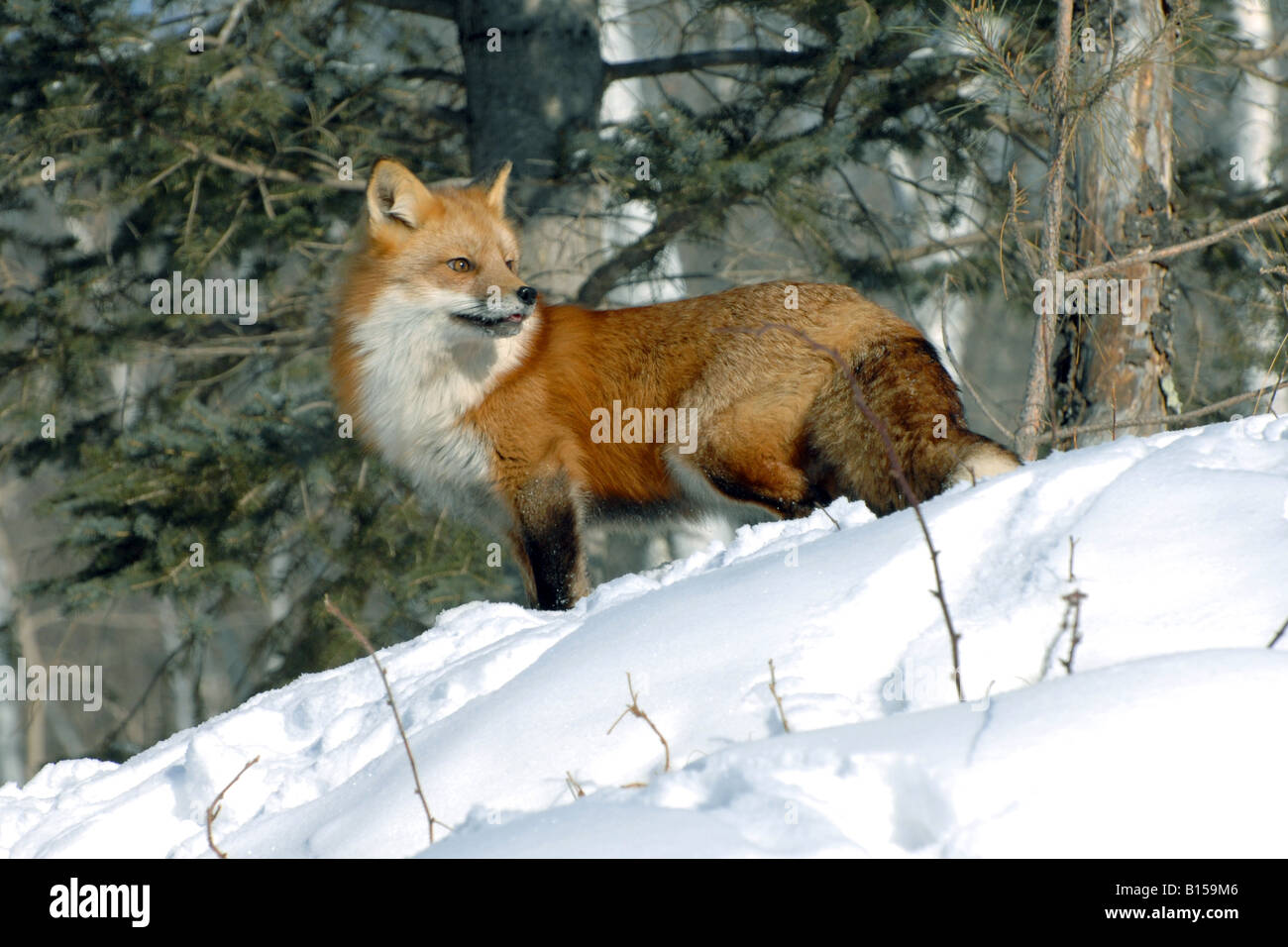 La Volpe rossa Vulpes vulpes caccia in inverno impostazione del Nord America Foto Stock