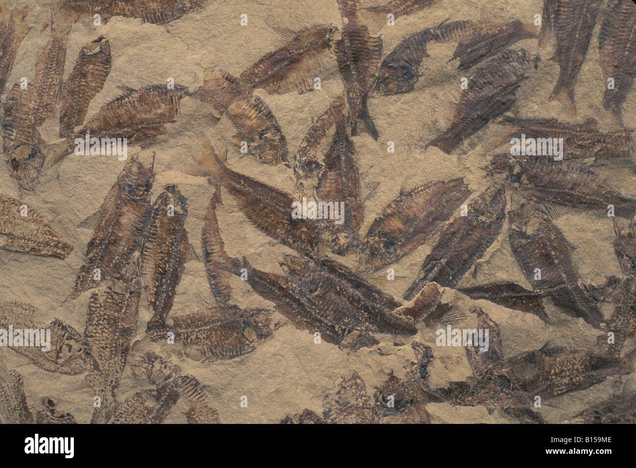 I fossili di pesci Diplomystus Foto Stock