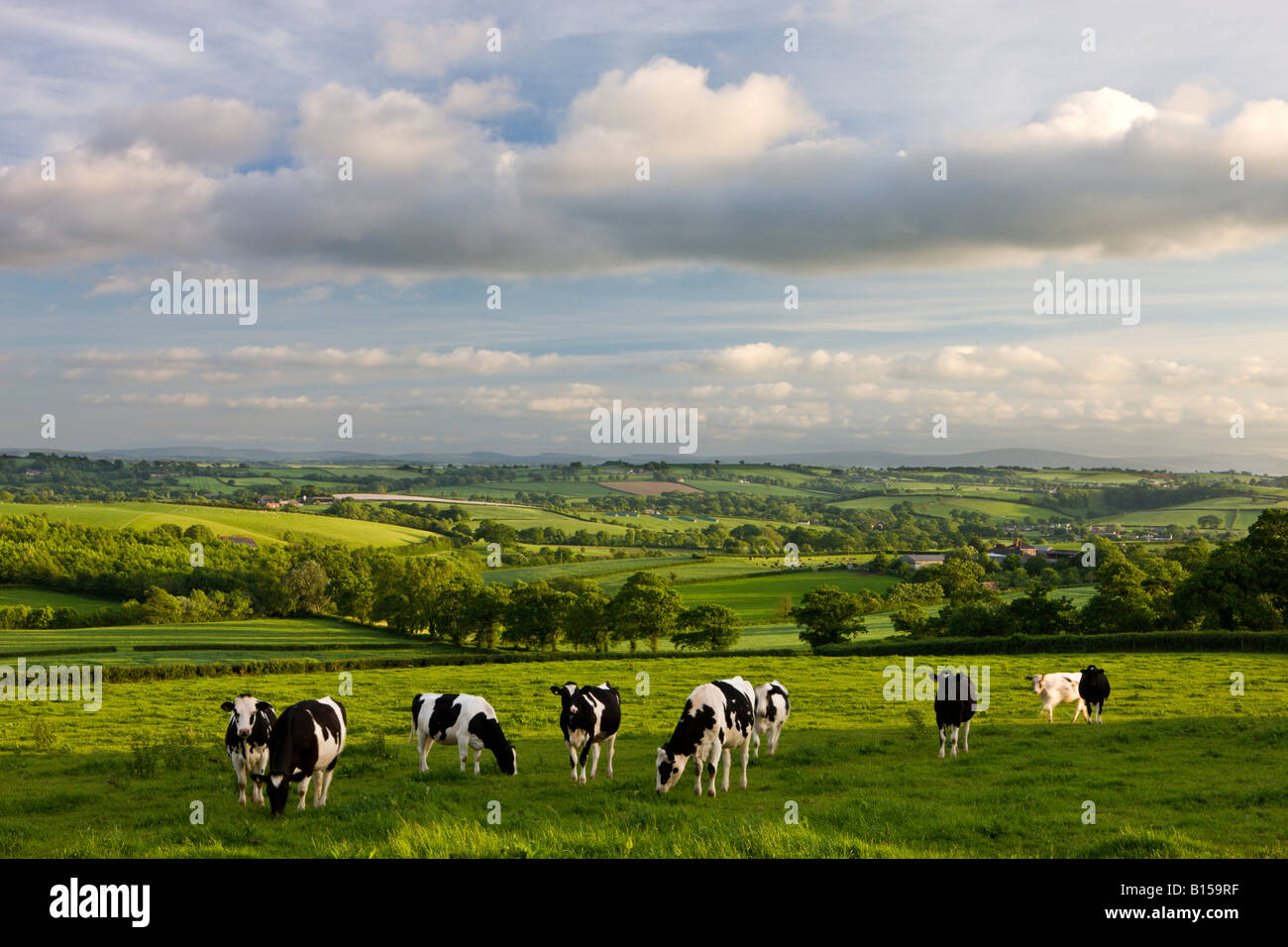 Il frisone mucche al pascolo sulle belle metà campagna Devon England Foto Stock
