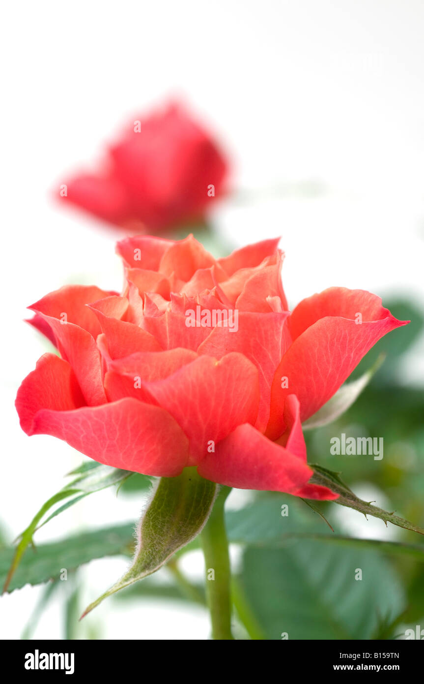 Rosy rosa fiore di apertura di una piccola rosa Foto Stock