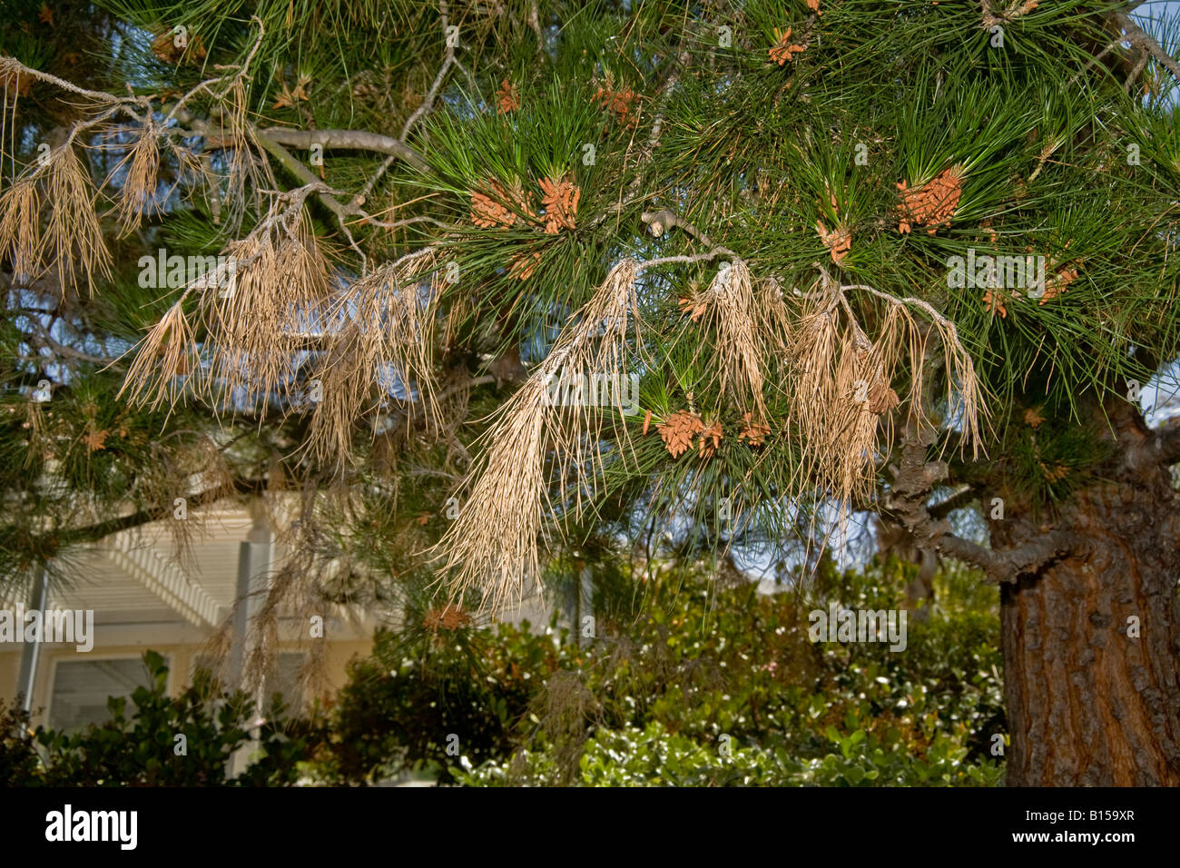 Pino nella California Meridionale mostra danni da insetti tra i parassiti che causano tali danni sono afidi adelgids e coleotteri di pino Foto Stock