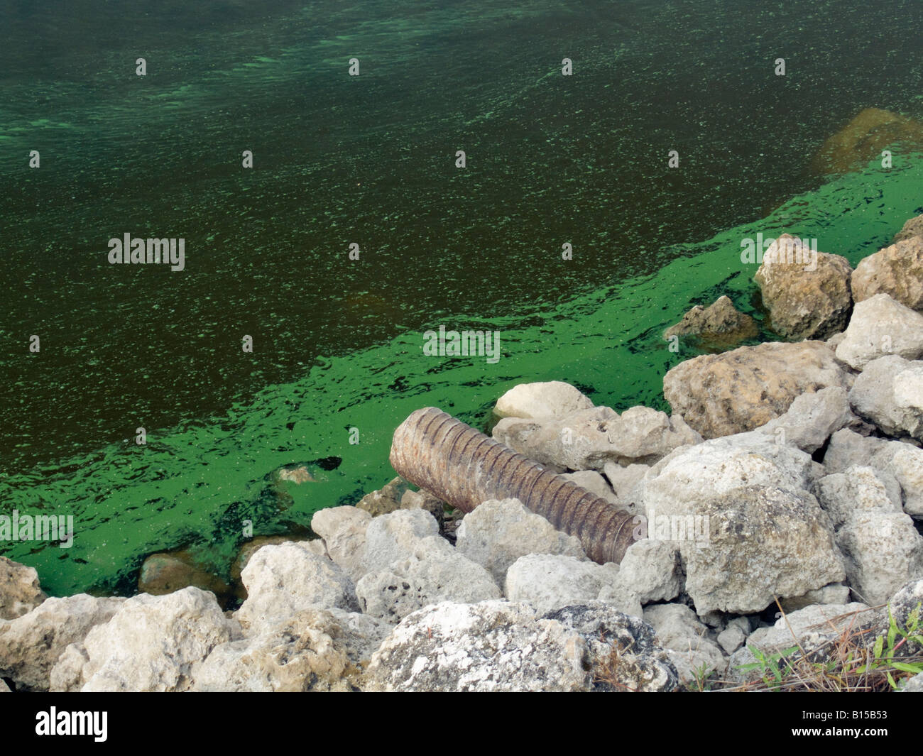 Fioritura di alghe in canal scarsa qualità delle acque inquinamento Foto Stock