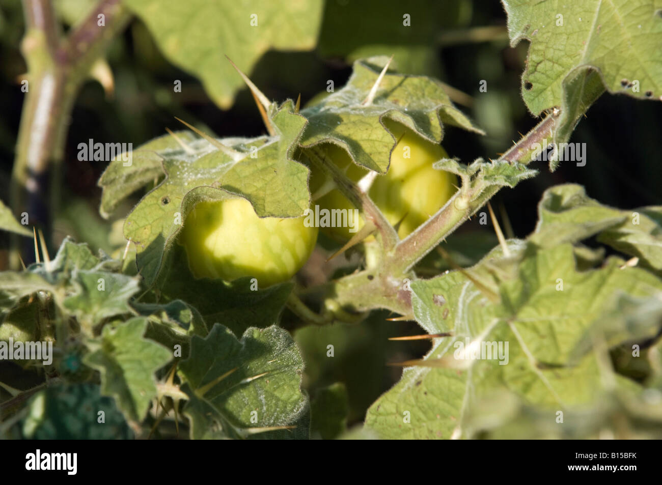 Tropical soda apple Solanum viarum spinosa pianta infestante Foto Stock