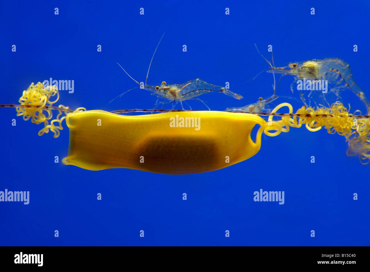 Giallo uovo di squalo busta sacco mermaid portamonete in acqua blu con due piccole traslucido minuto gamberi di mare animali Foto Stock