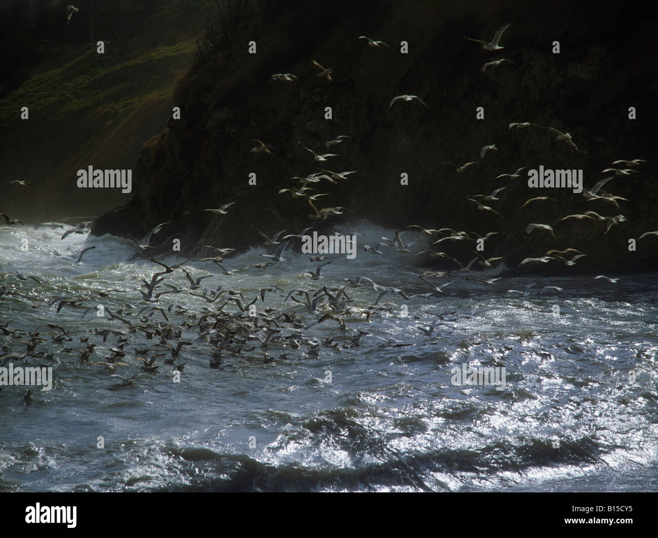 Gabbiani sulla Howth Head, Co Dublin, Irlanda Foto Stock