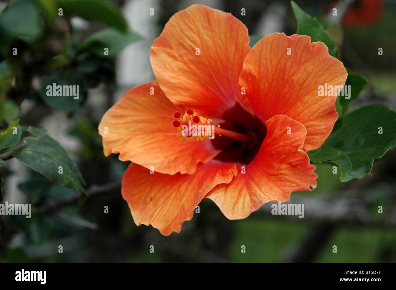 Close-up di un colore arancio fiori di ibisco Foto Stock