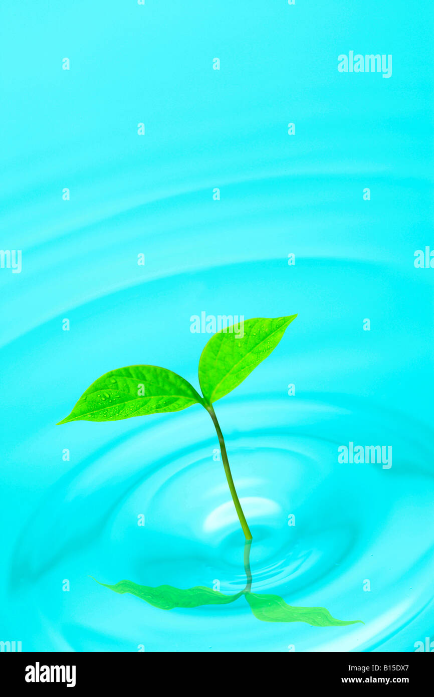 Cotiledoni Foto Stock