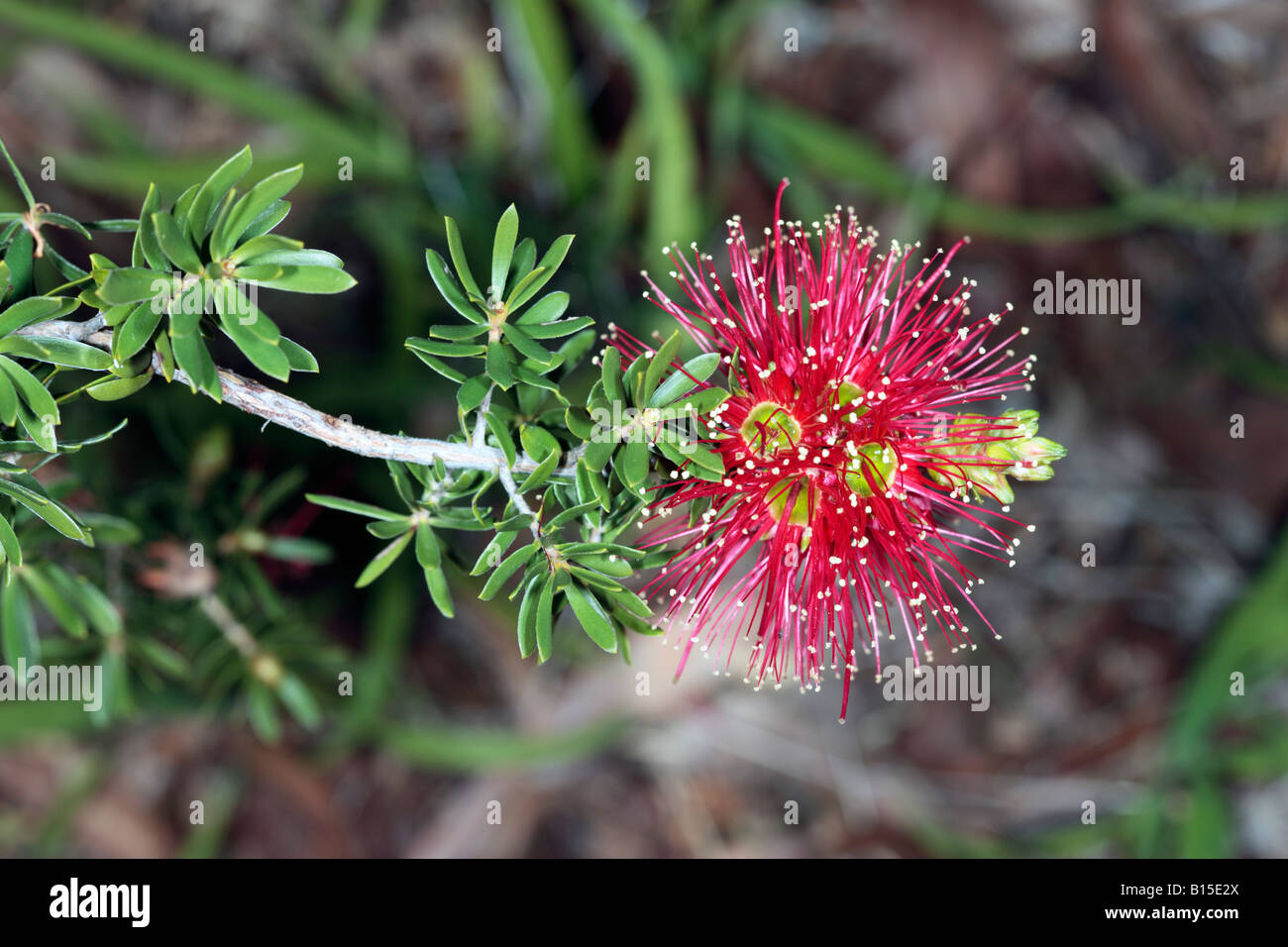 Scovolino da bottiglia. Melaleuca rugulosa o Scarlet scovolino da bottiglia  unico fiore vicino Foto stock - Alamy