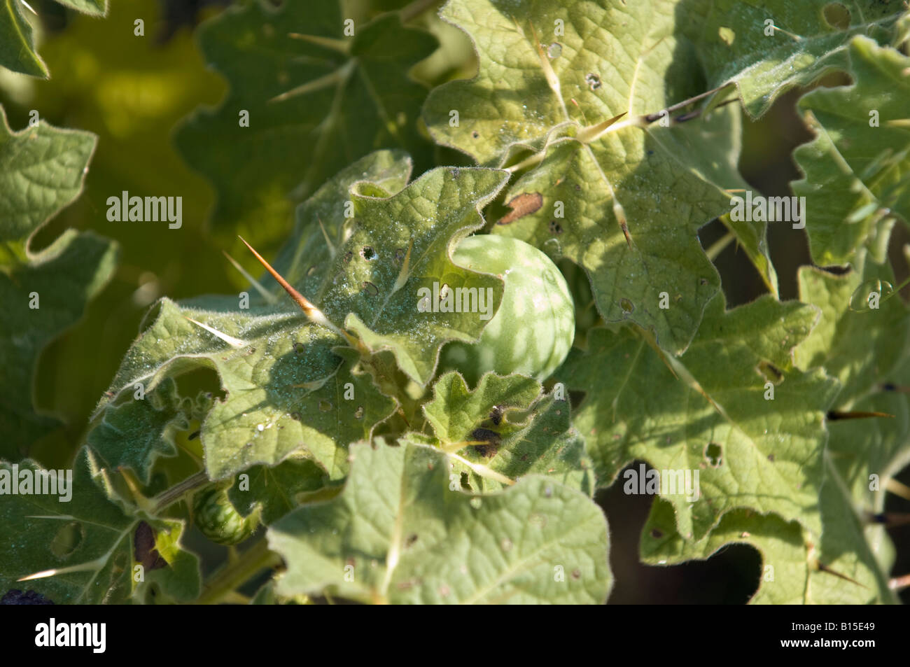 Tropical soda apple Solanum viarum spinosa pianta infestante Foto Stock