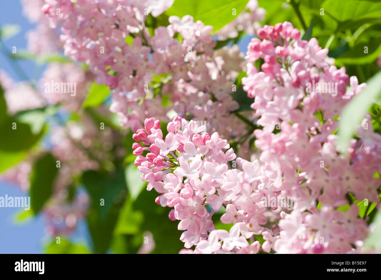 Fiori lilla salutate in onore della molla Foto Stock