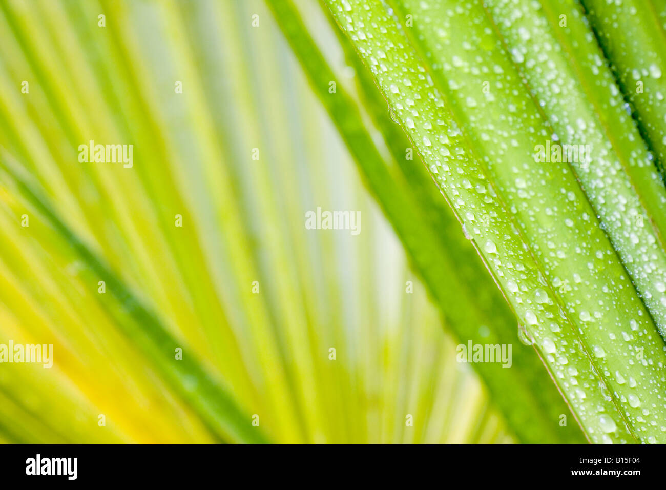 Close up di gocce di acqua su una foglia di un palmtree Foto Stock