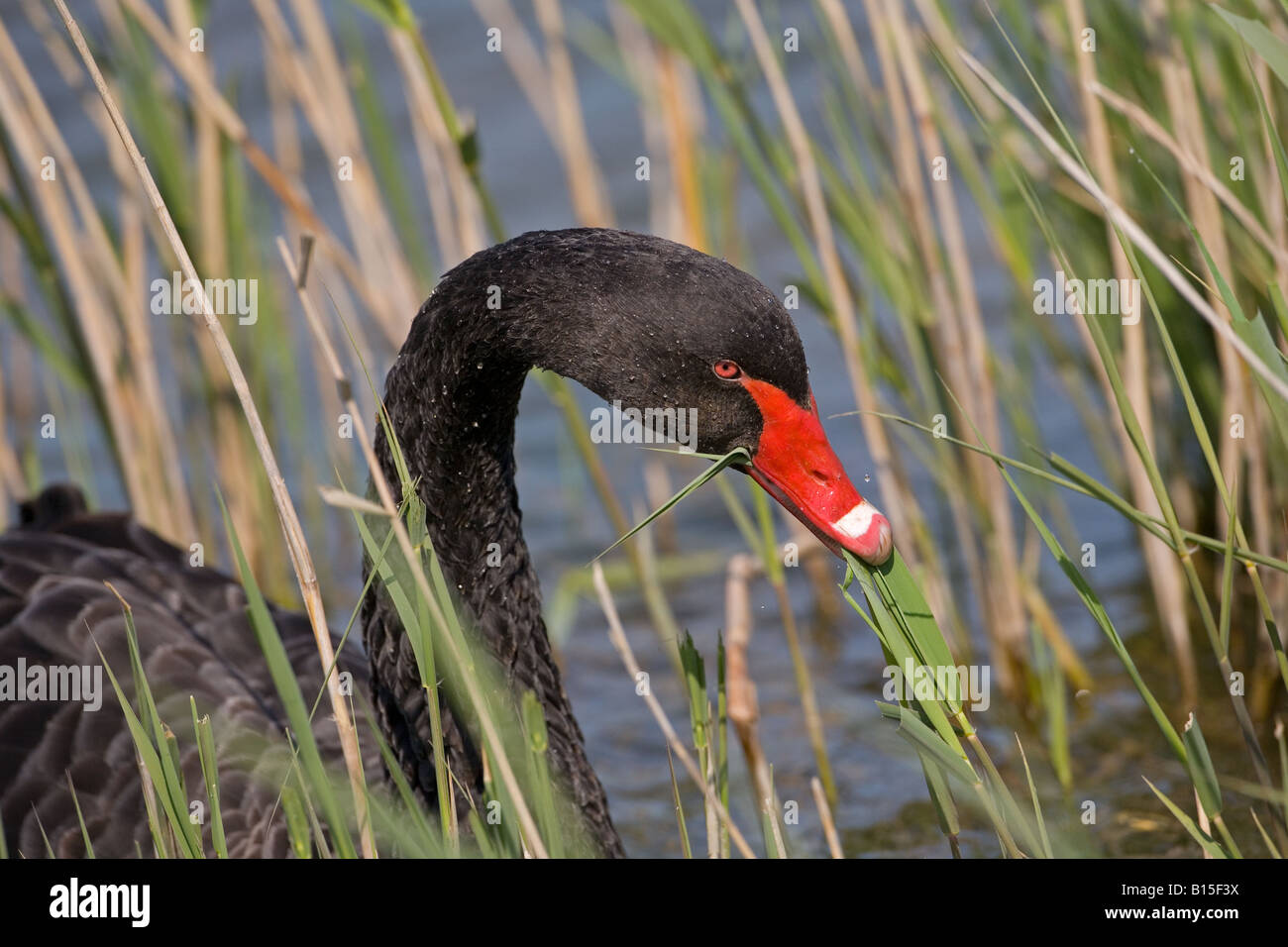Cigno Nero Cygnus atratus Foto Stock