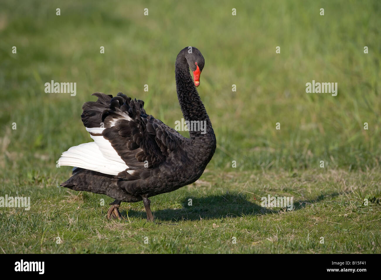 Cigno Nero Cygnus atratus Foto Stock