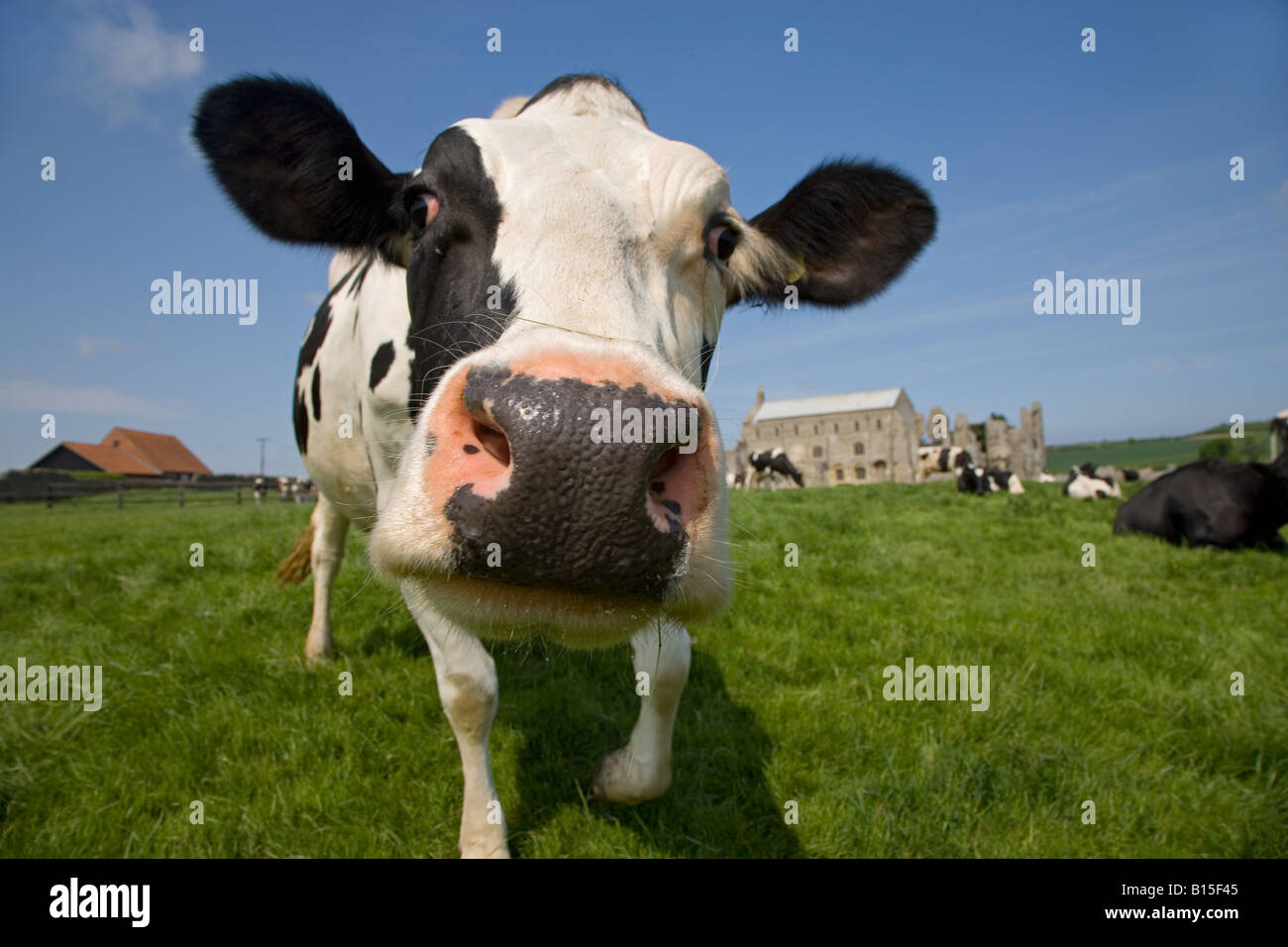 La campagna e il bestiame Binham Priory Norfolk può Foto Stock