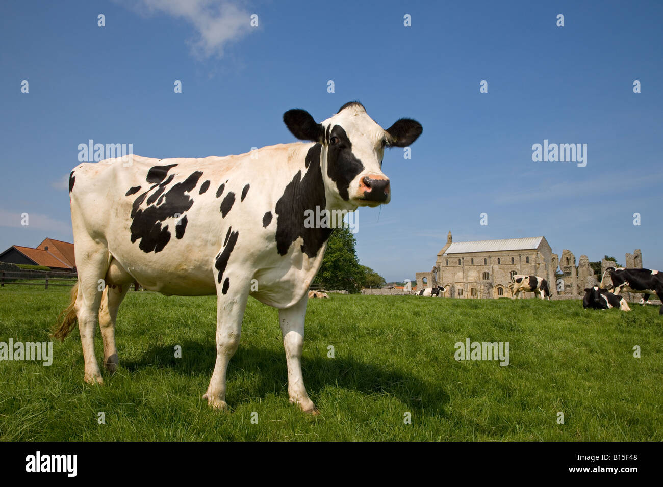 La campagna e il bestiame Binham Priory Norfolk può Foto Stock