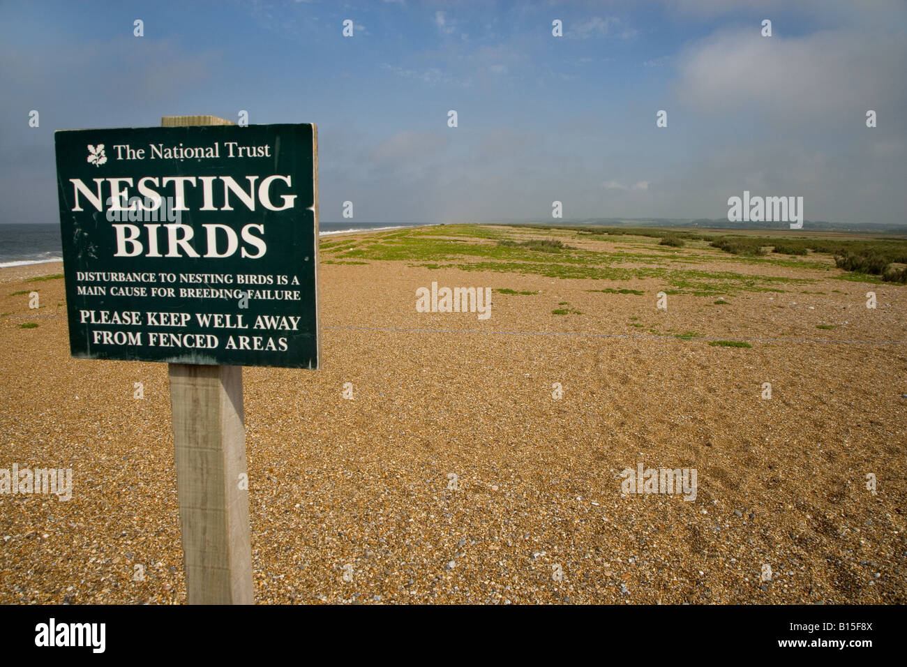 Tern area di nidificazione Blakeney Point North Norfolk può Foto Stock
