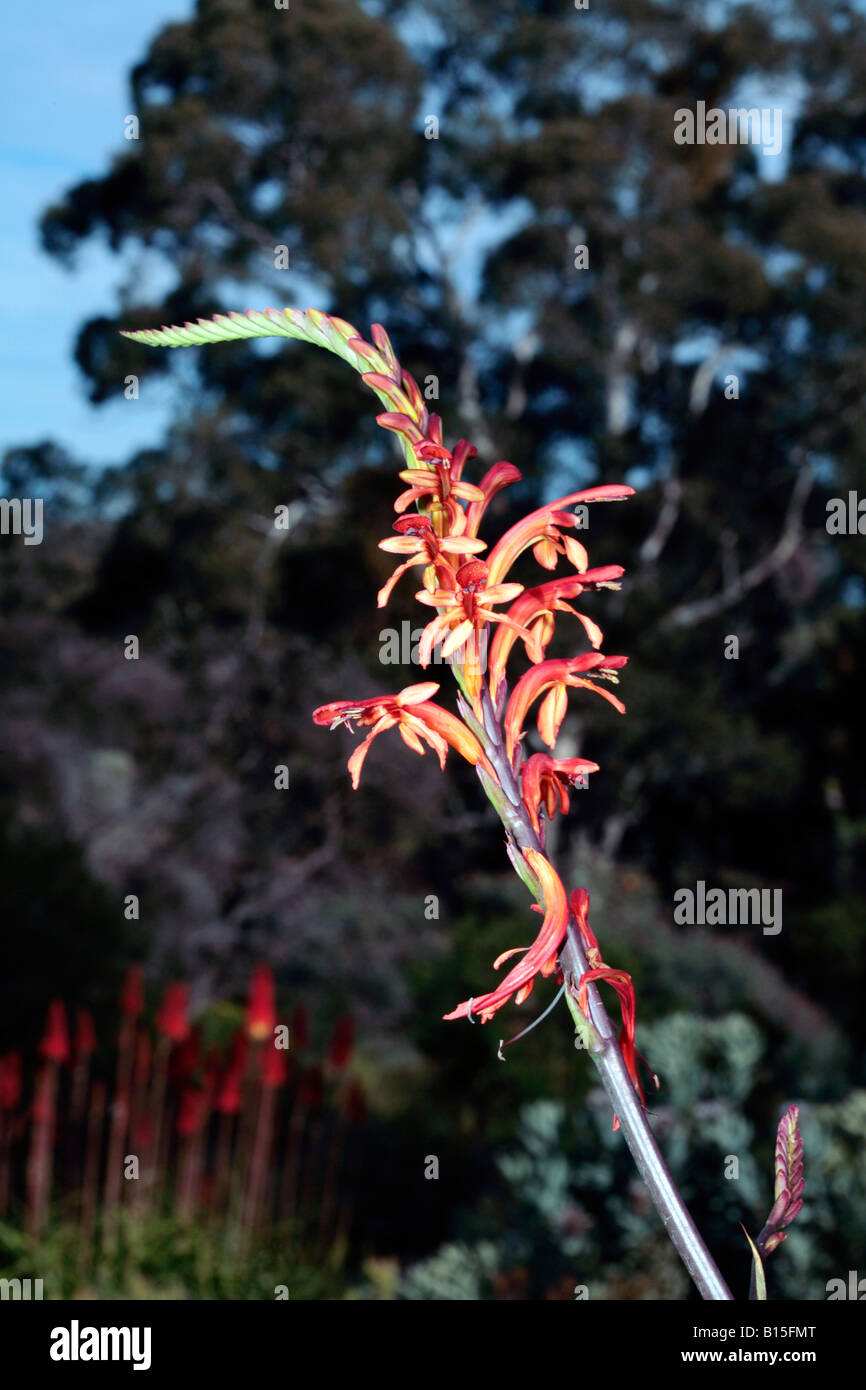 Cobra Lily-Chasmanthe floribunda-famiglia Iridaceae Foto Stock
