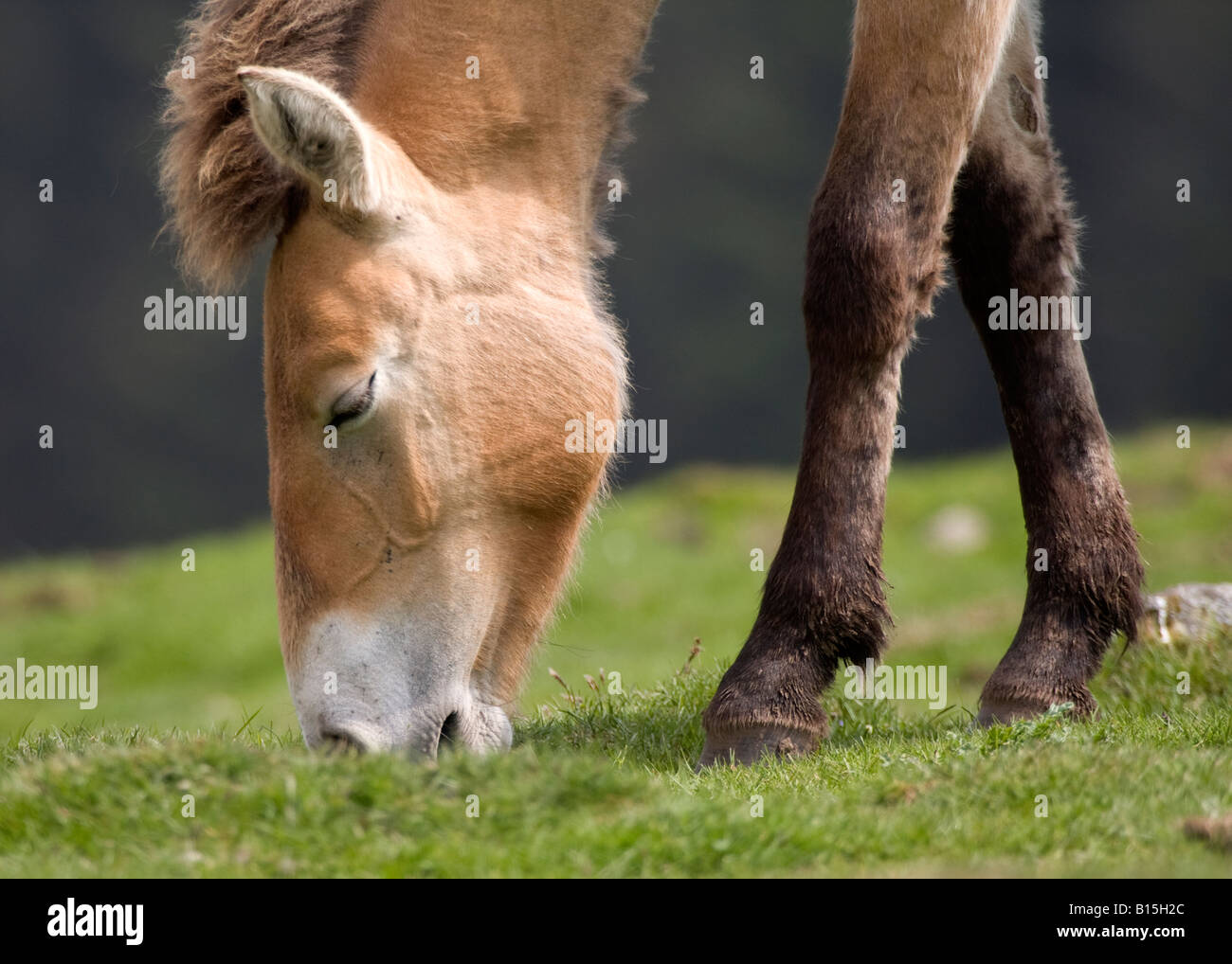 Cavallo di Przewalski, (Equus ferus przewalskii) Foto Stock