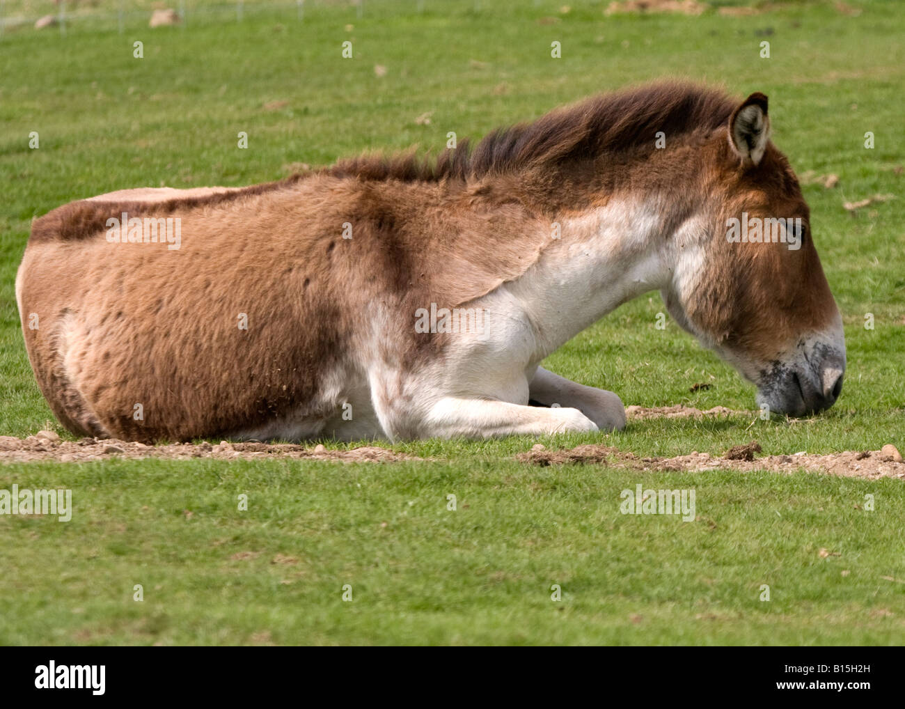 Cavallo di Przewalski, (Equus ferus przewalskii) Foto Stock