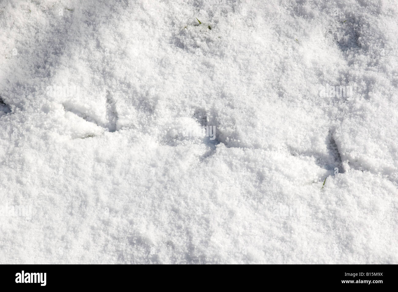 Fagiano tracce nella neve Foto Stock